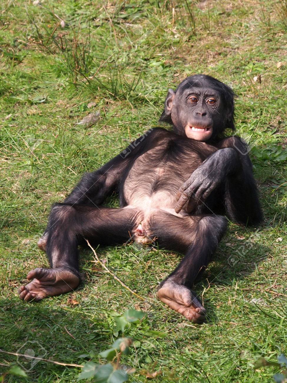 Капуцин прикольные