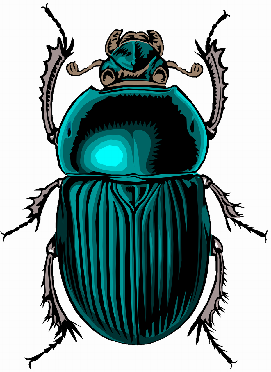 Жуки скарабеи Майский Жук