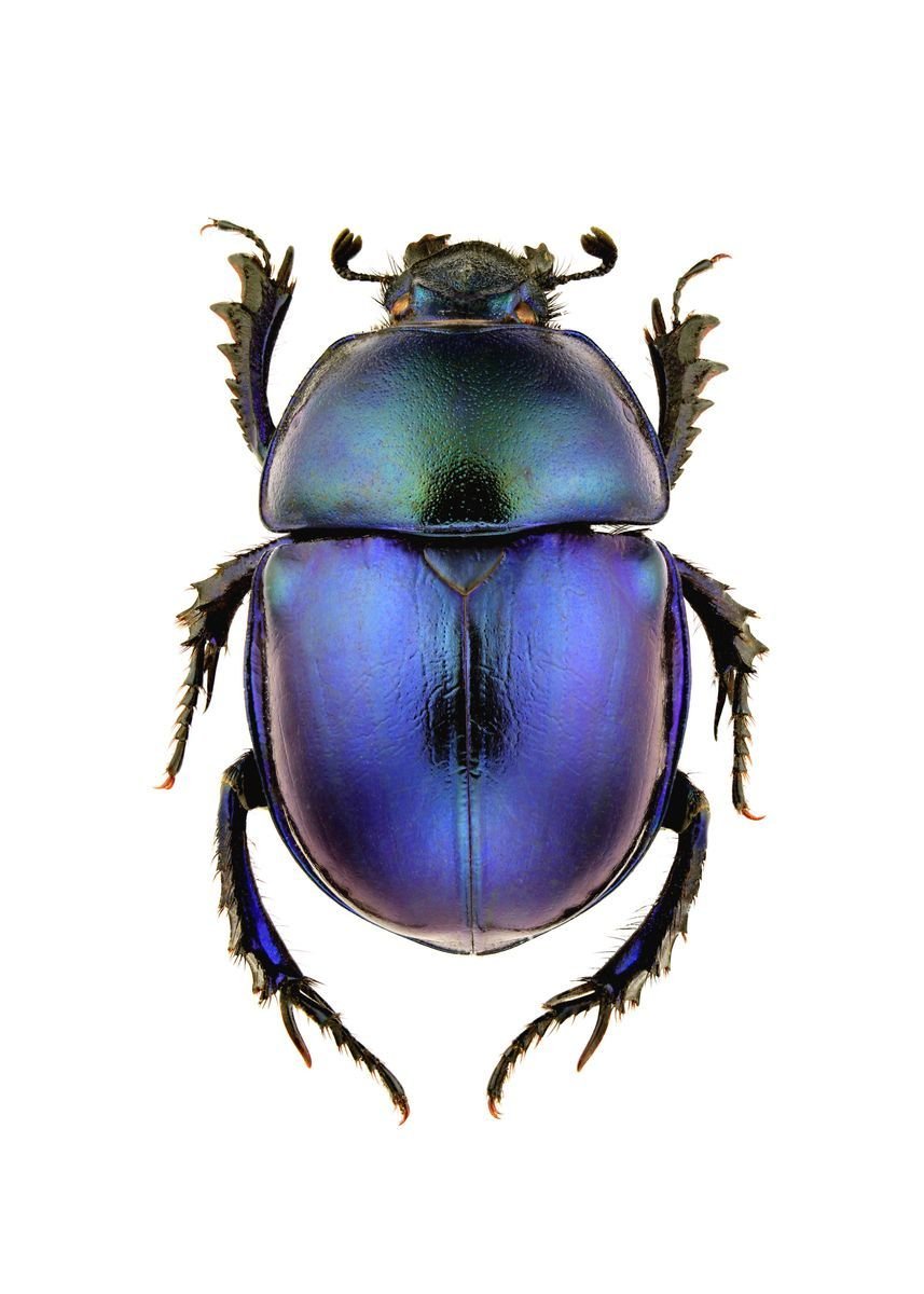 Жук скарабей голубой