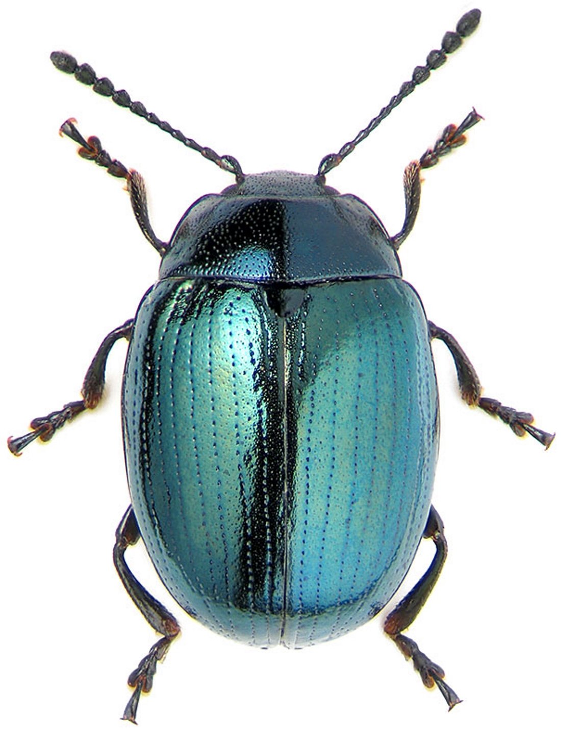 Жук Buprestidae