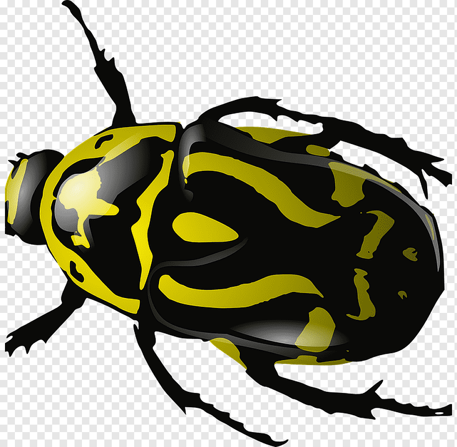 Жук без фона