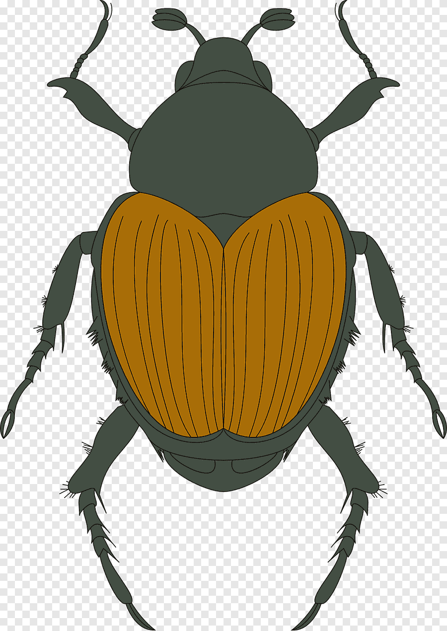 Жук цветной для детей