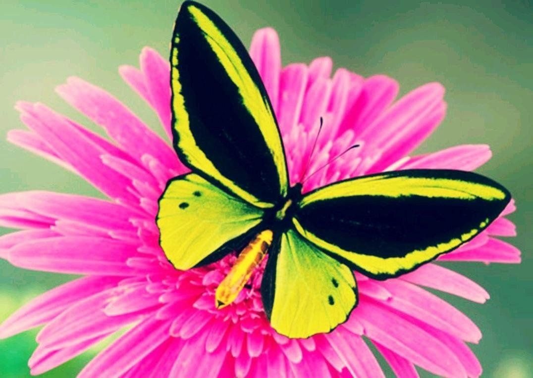 Яркие бабочки