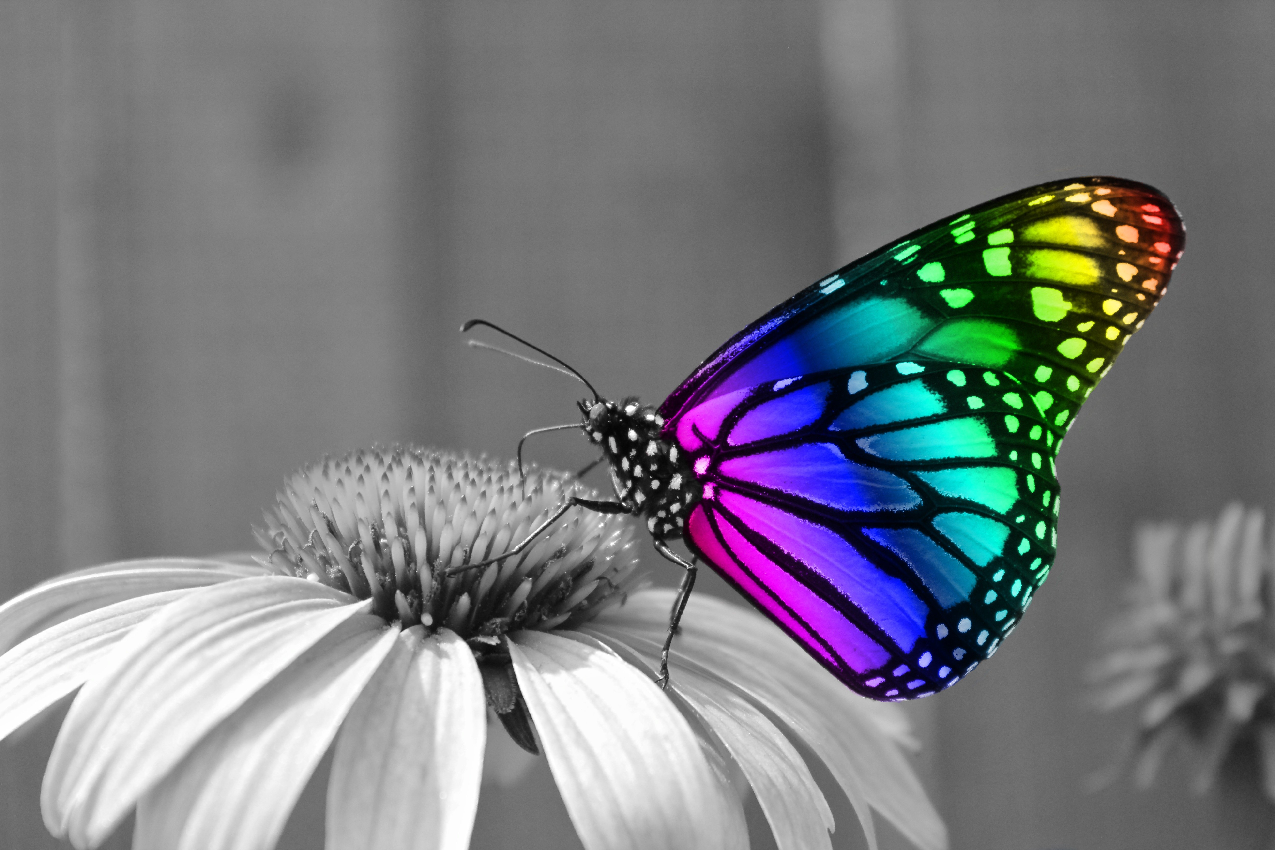 Бабочка с яркими крыльями. Яркие бабочки. Красивые бабочки. Радужные бабочки. Разноцветные бабочки.