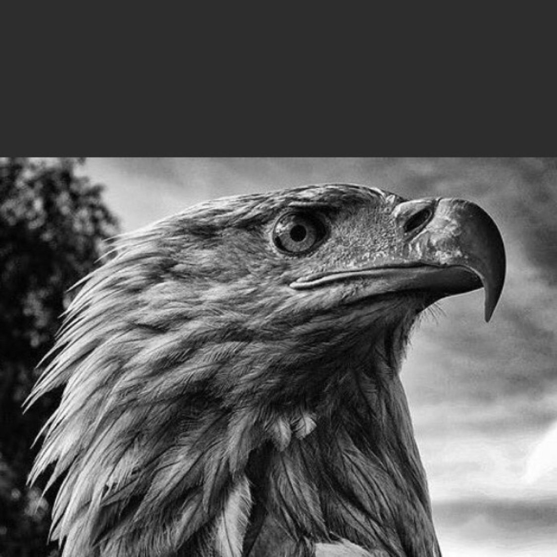 Орел черно белая картина