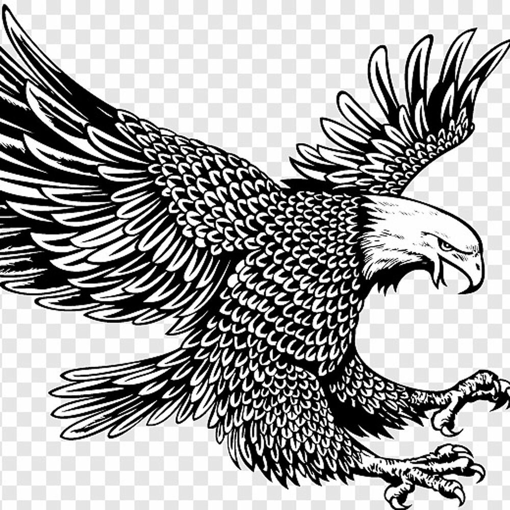 Орел Векторная Графика