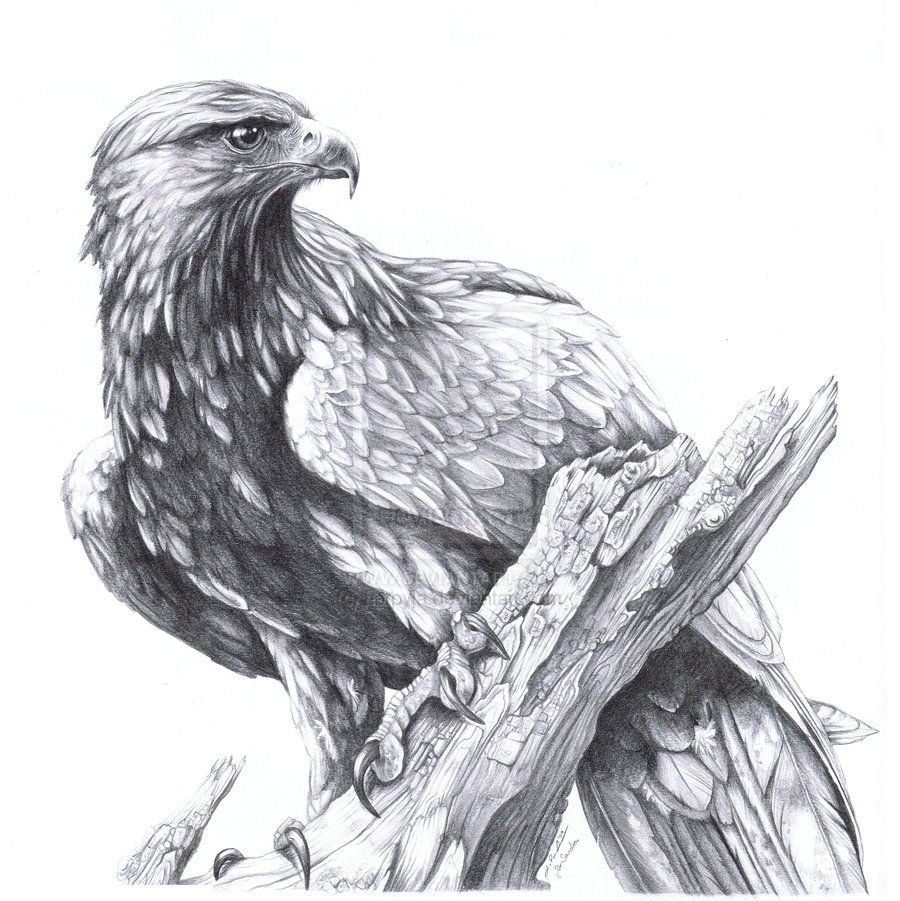 Рисунки Орлов