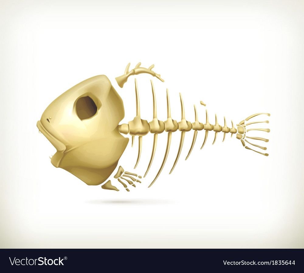 Красивый скелет рыбы