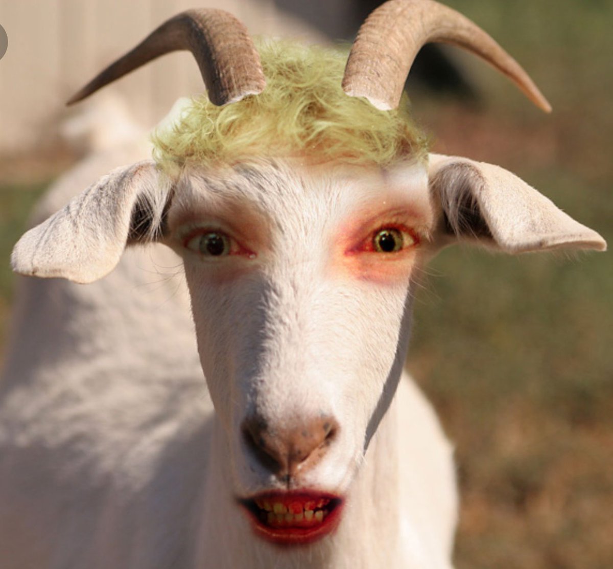 Лысый козел