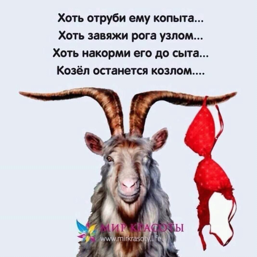 Коза козёл козлёнок