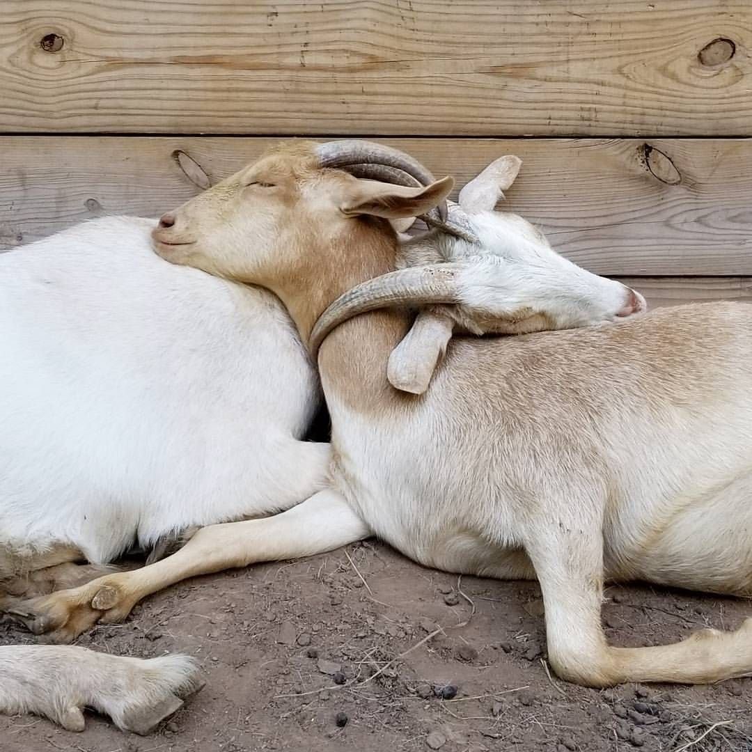 Муфлон человек