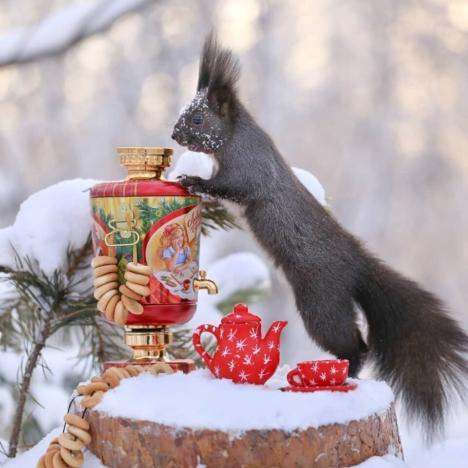 Доброе зимнее утро с белочкой