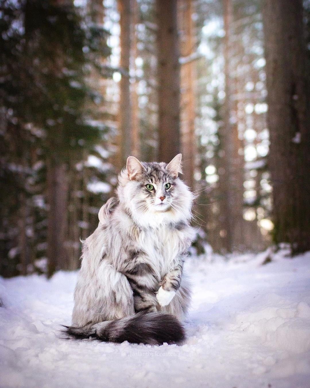 Доброе зимнее утро