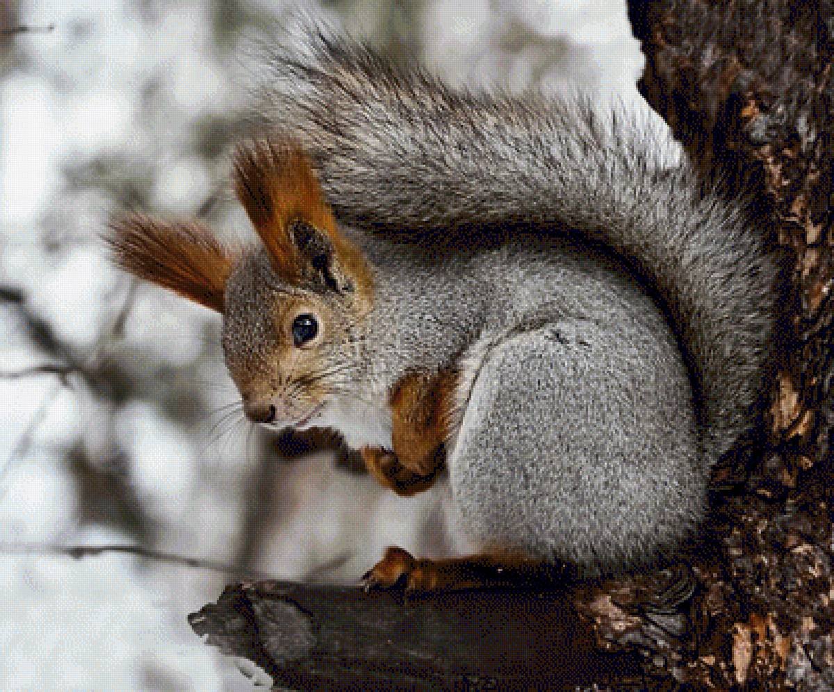Картинки на рабочий стол белка