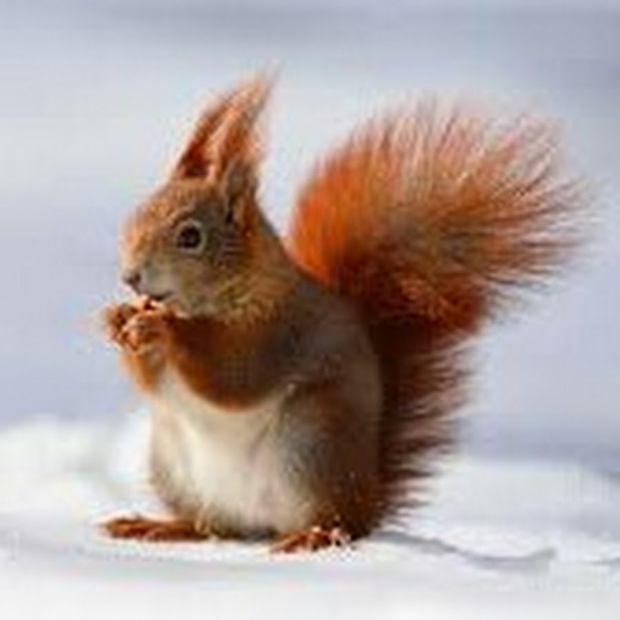 Белка зимой