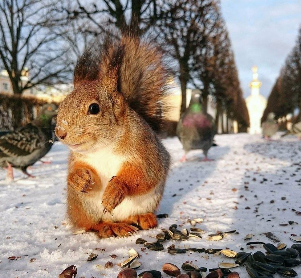 Белочка рисунок