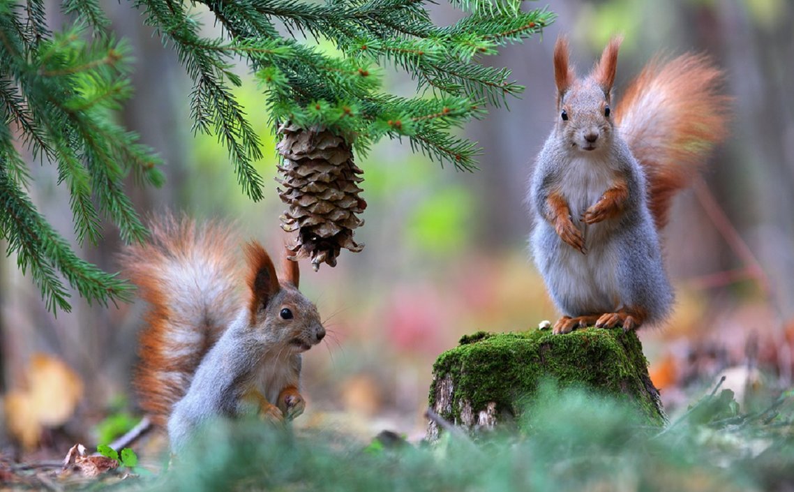 Белки зимой