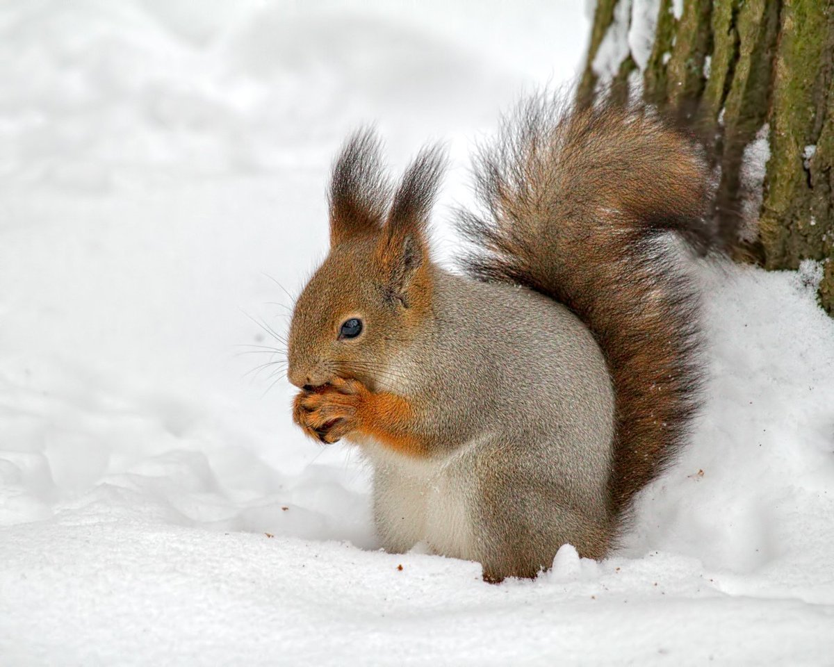 Белка зимой и летом картинки для детей