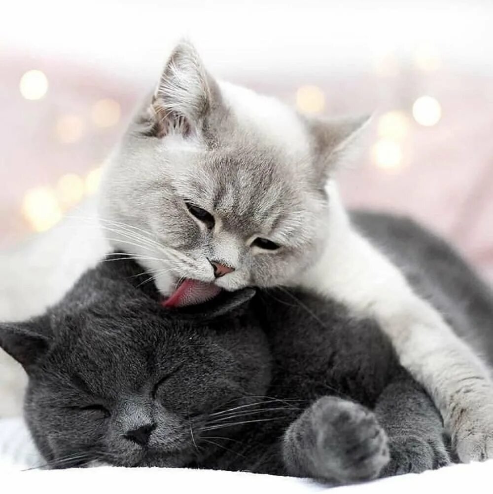 Доброе утро любимый котик