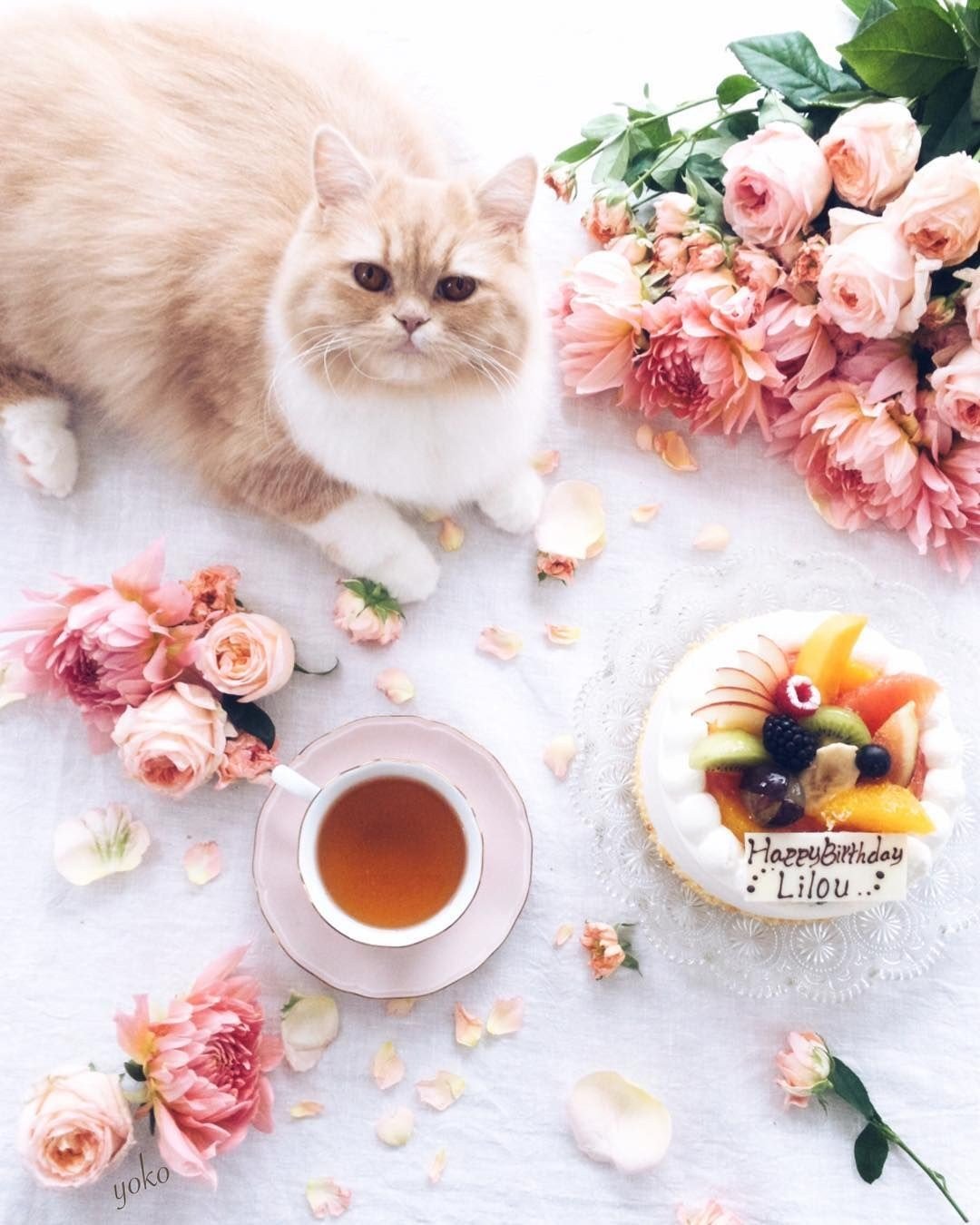 Кошки и завтрак