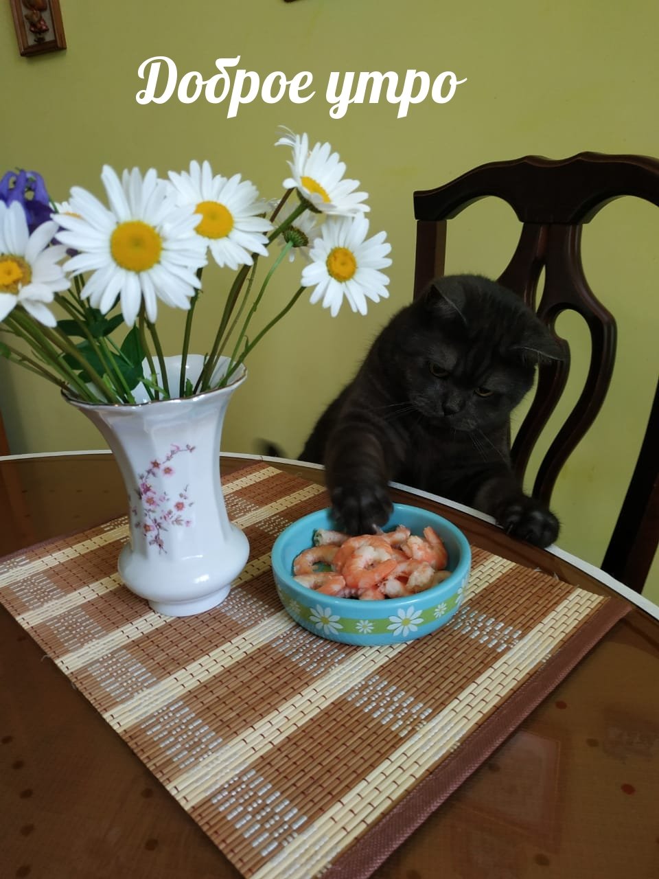 С добрым утром котики