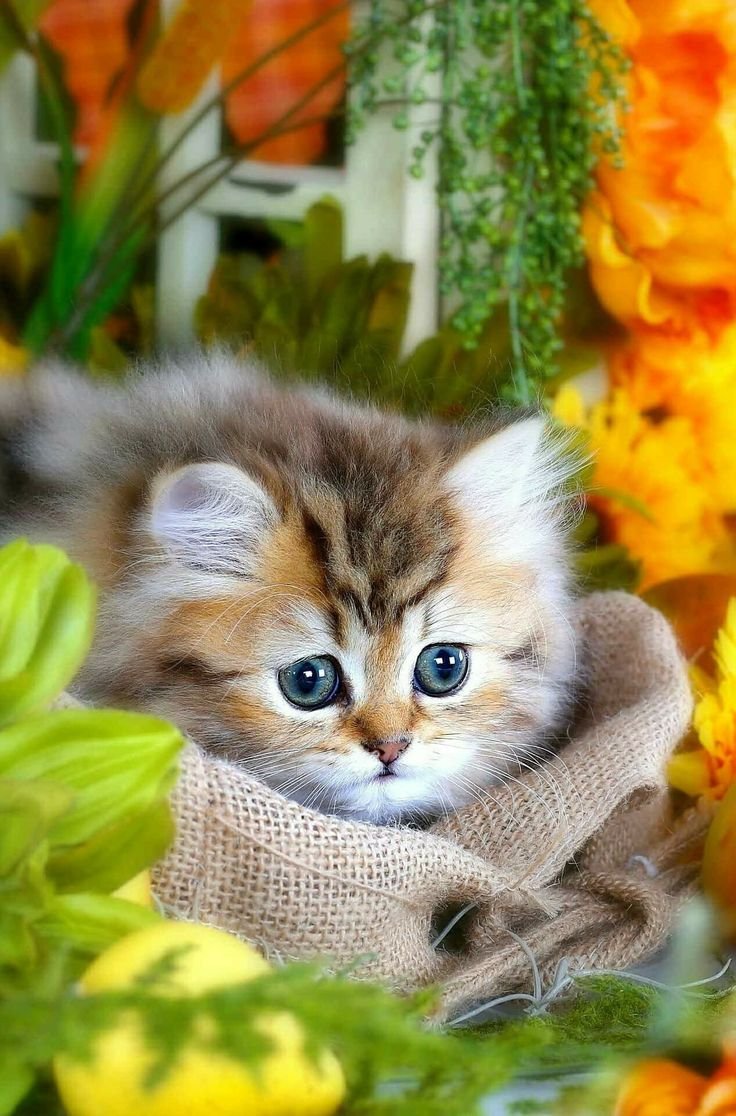 Доброе утро котенок