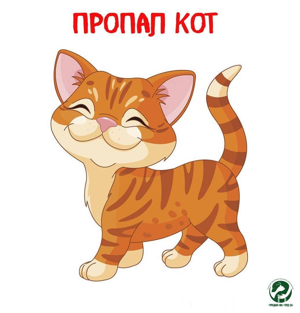 Кот на белом фоне мультяшный