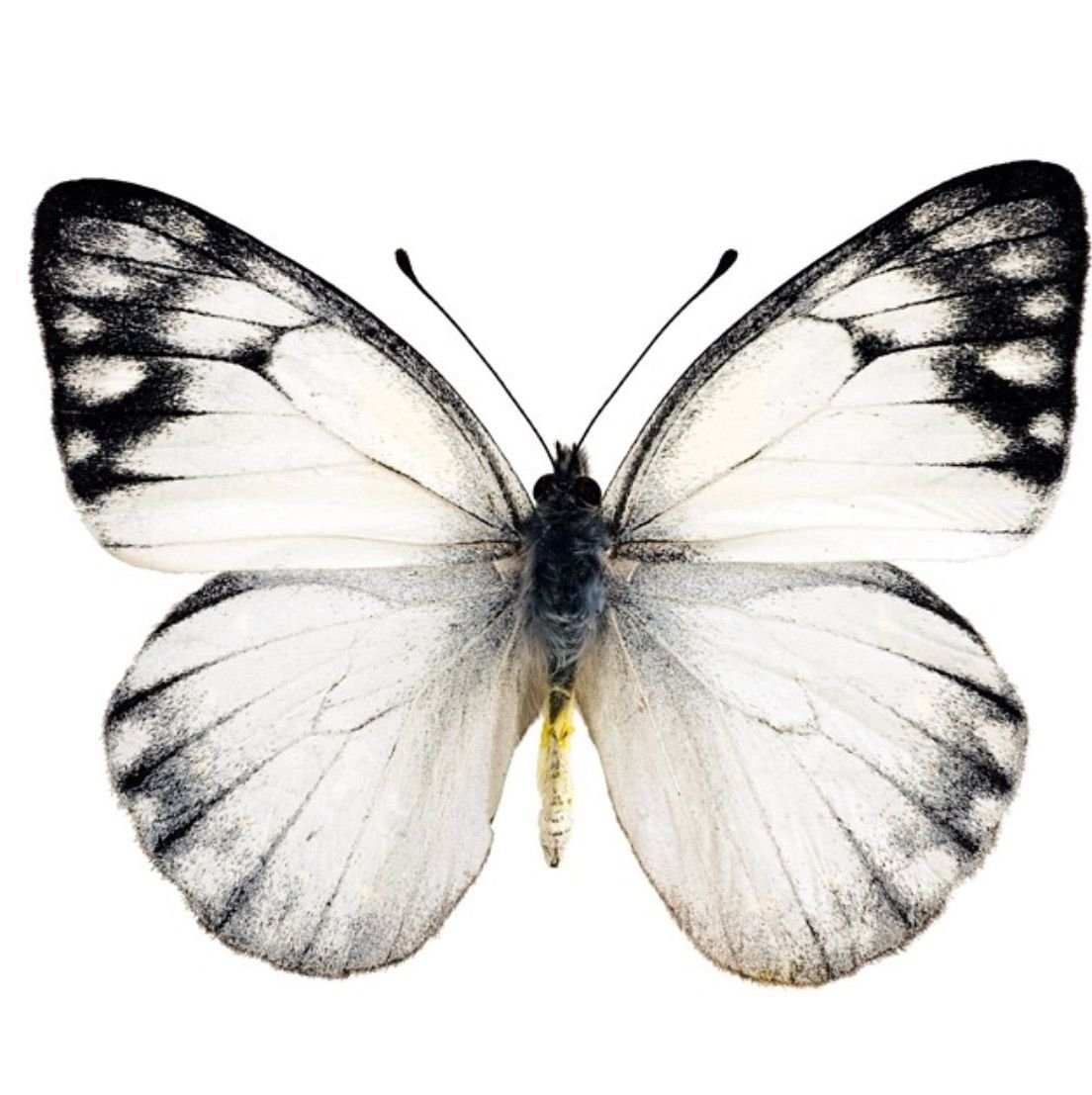 Обои на рабочий стол цветы красивые