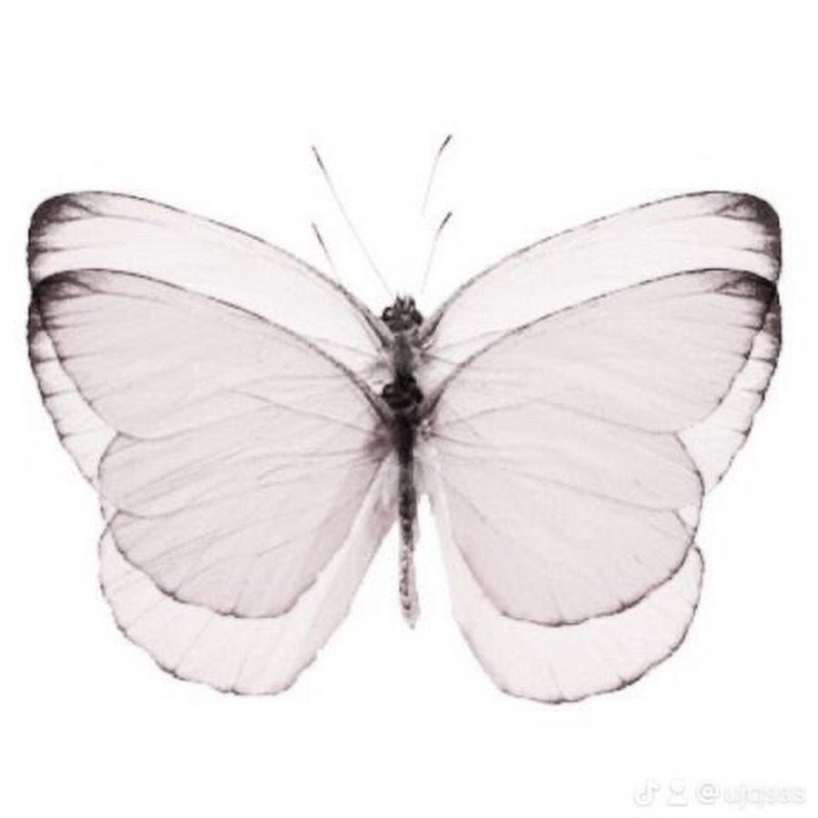 Бабочка капустница рисунок