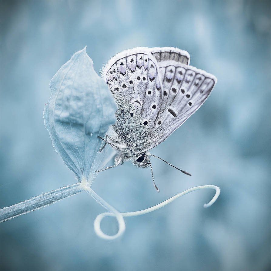 Белые бабочки на белом фоне