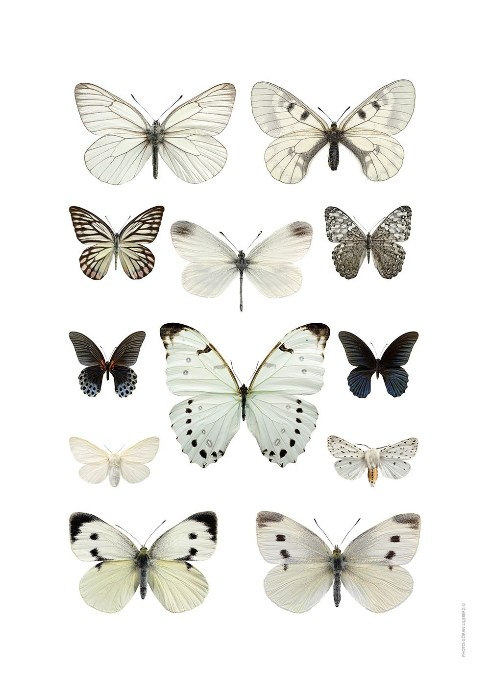 Бабочка белая