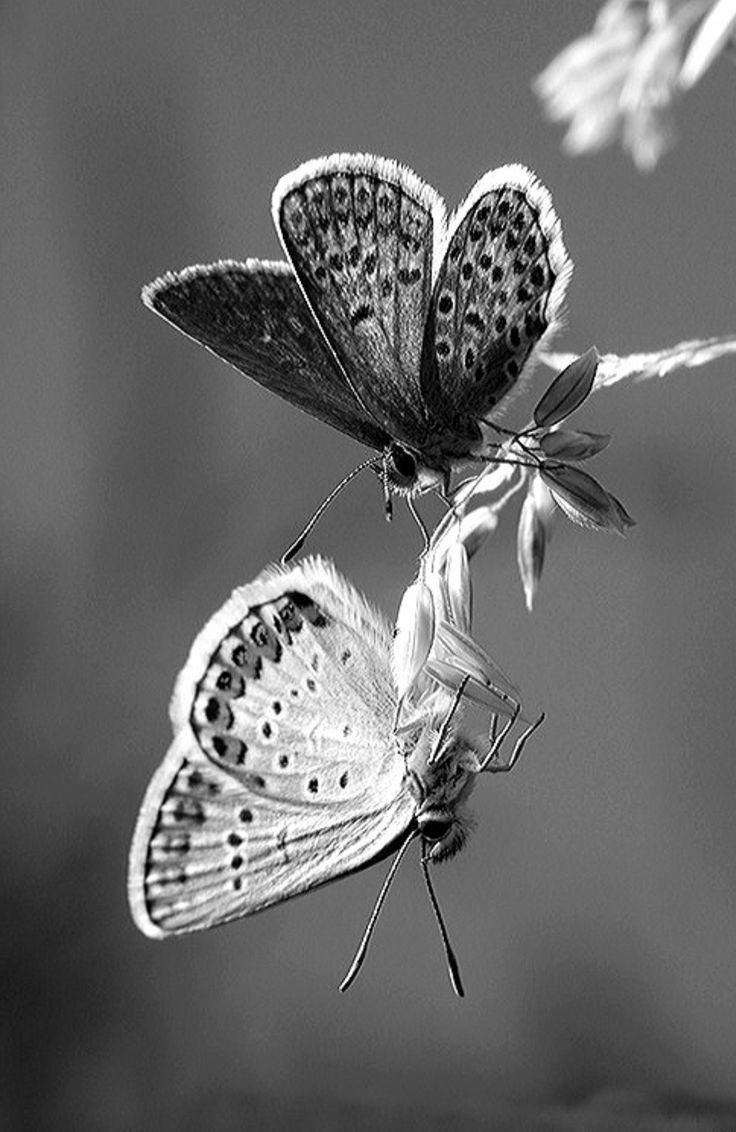 Бабочки светло голубые