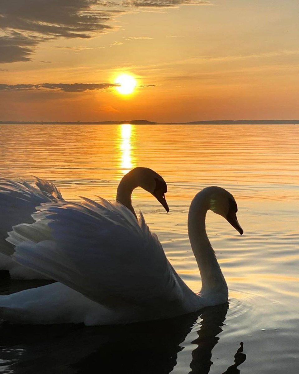 Пара лебедей