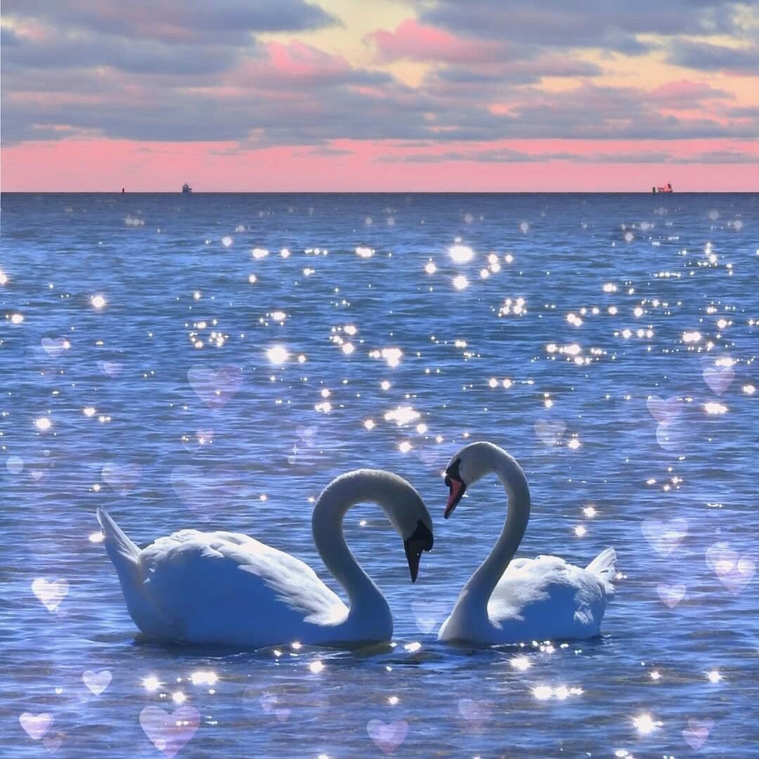 Верность вода. Влюбленные лебеди. Два лебедя. Пара лебедей. Любовь и лебеди.