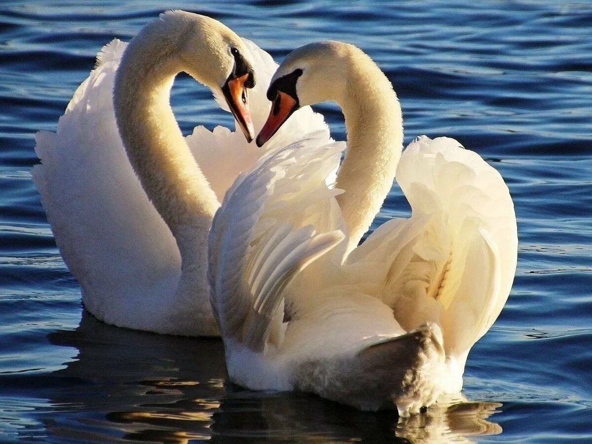 Красивые лебеди