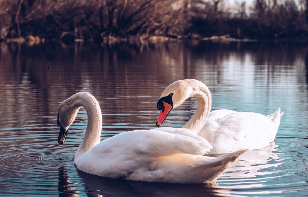 Два лебедя