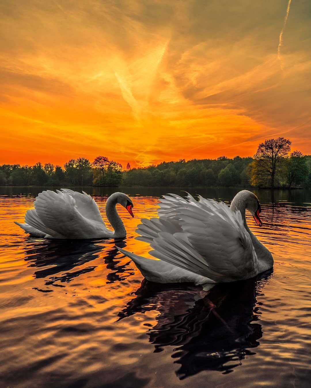 Лебеди на закате