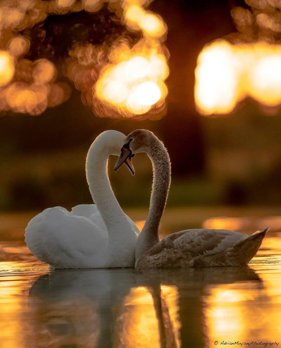 Любовь и лебеди