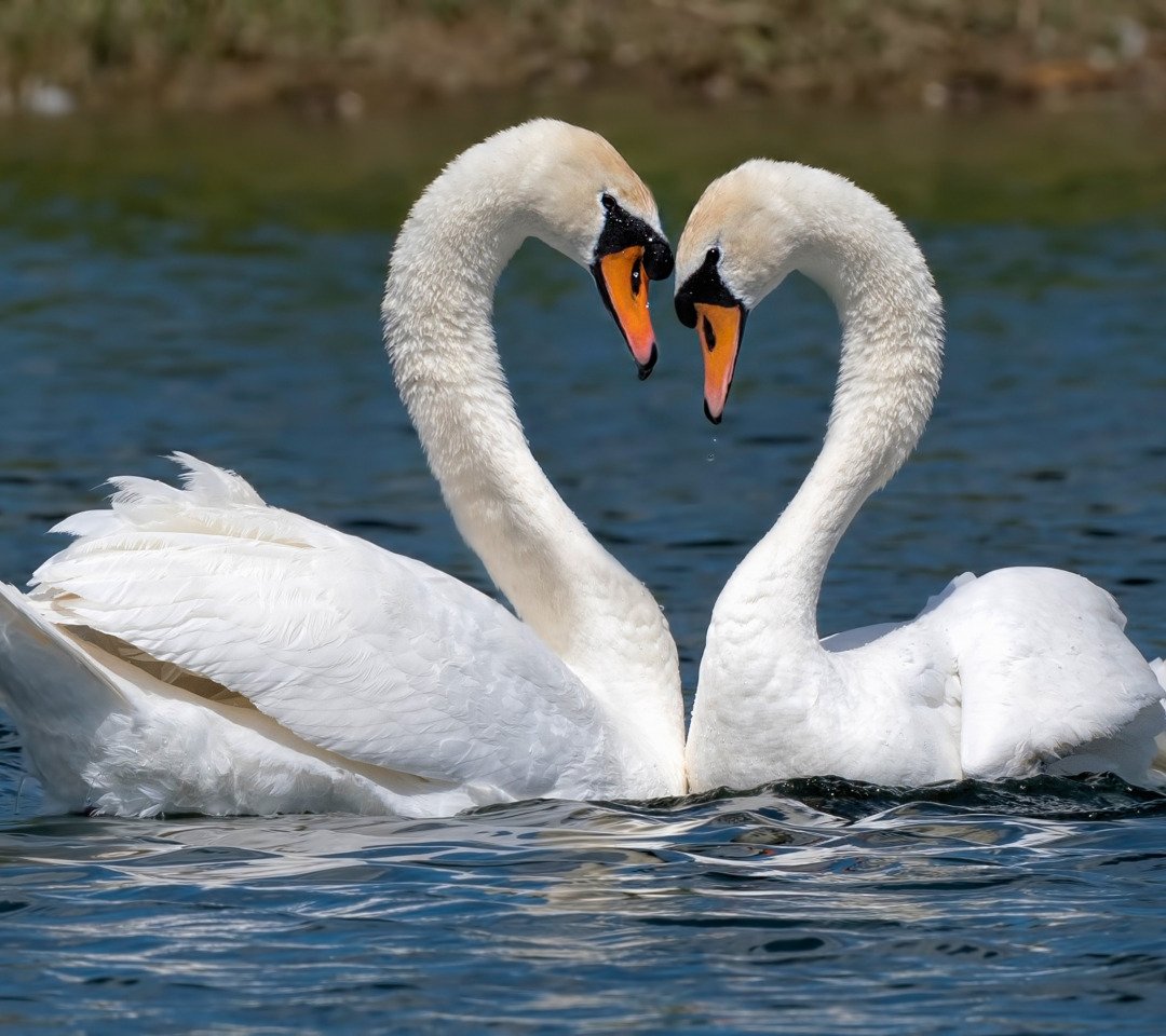 Два лебедя