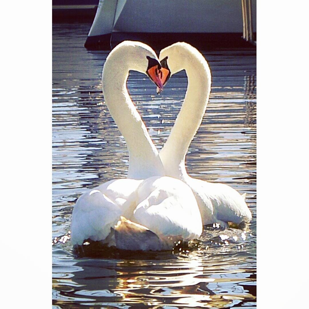 Два лебедя сердце