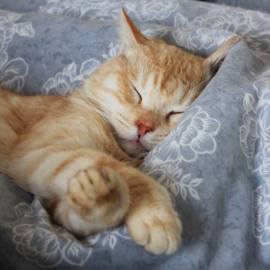 Котик сладко спит