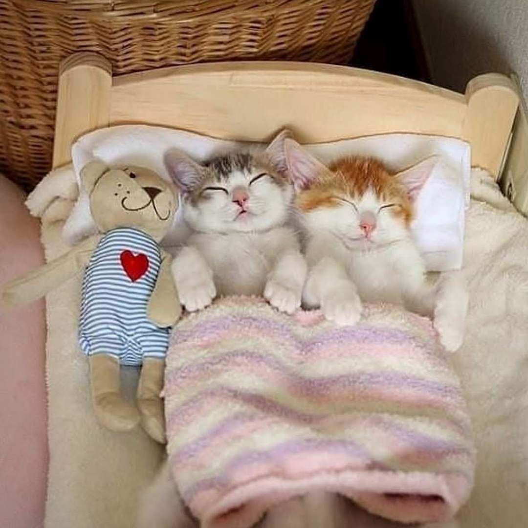 Милые котики спят