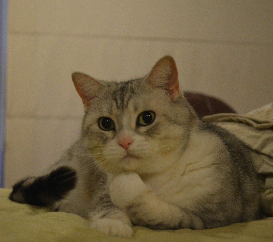 Привет зайчик