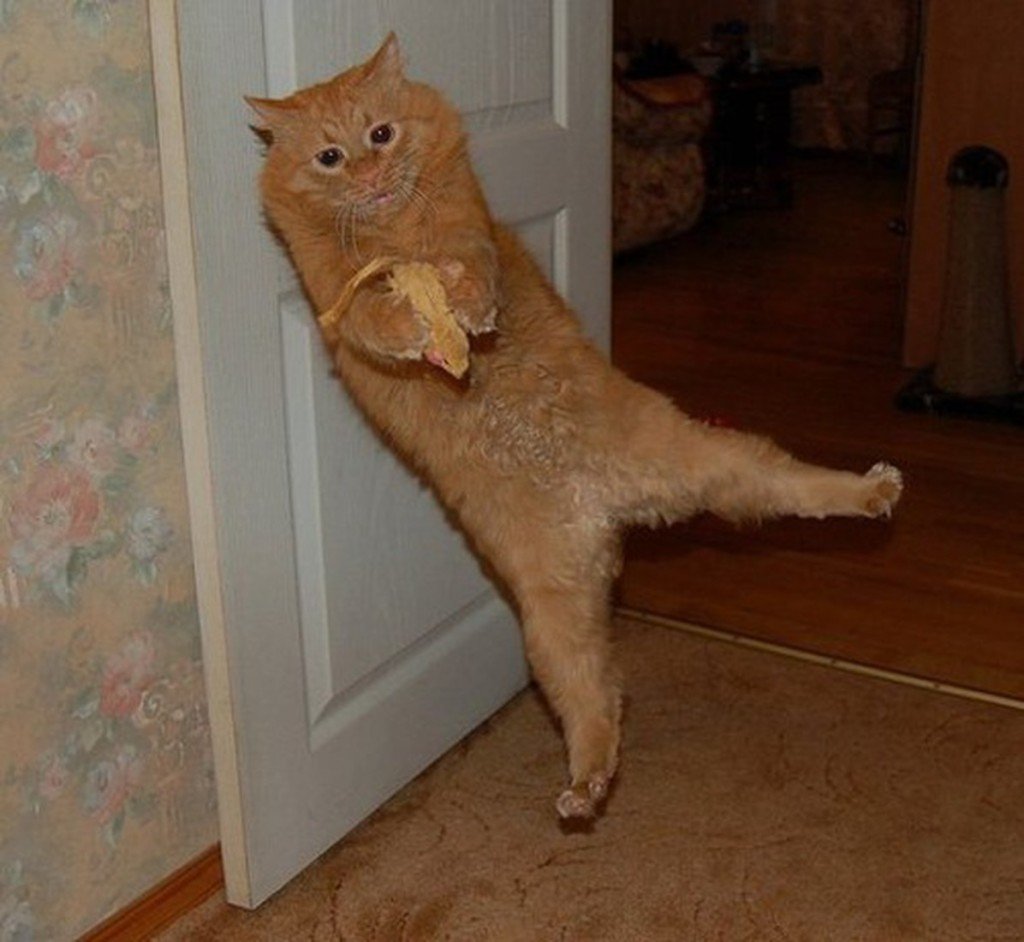 Пожалуйста картинки