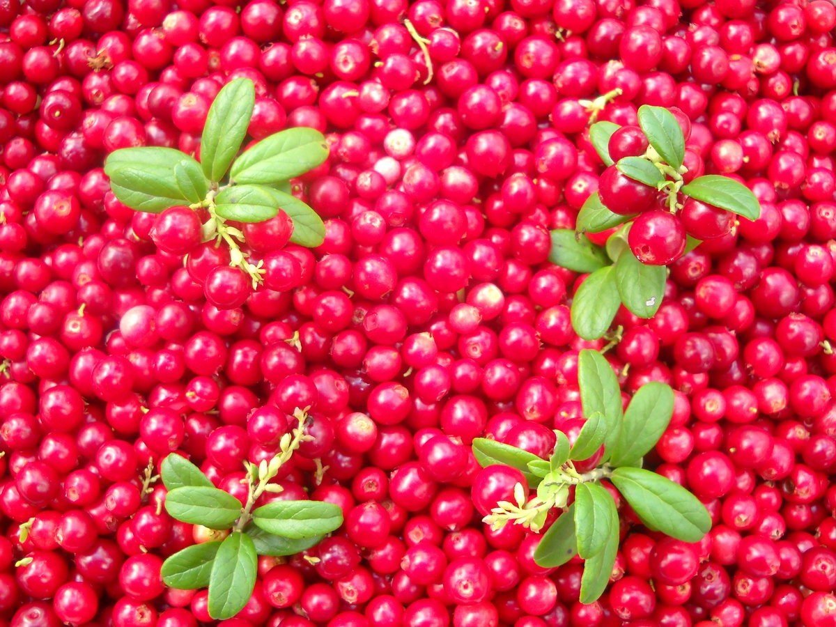 Брусника ягода