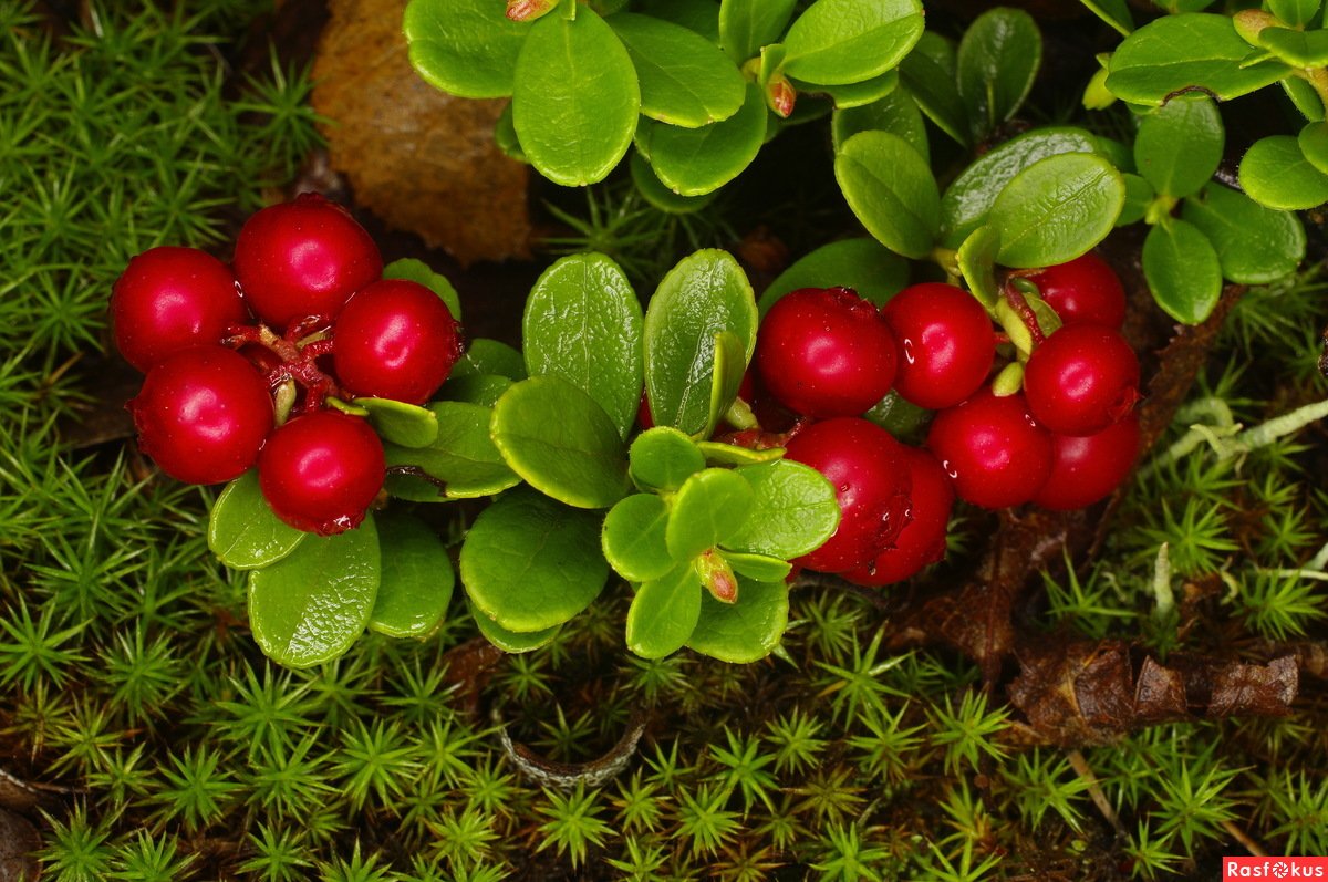 Лесные ягоды брусника