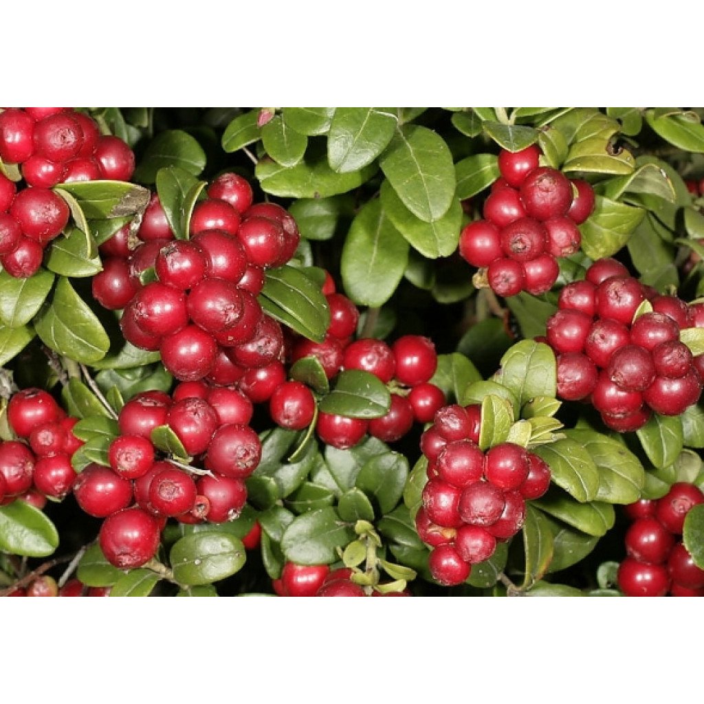 Брусника Руно Белявское