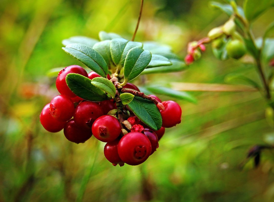 Куст брусники