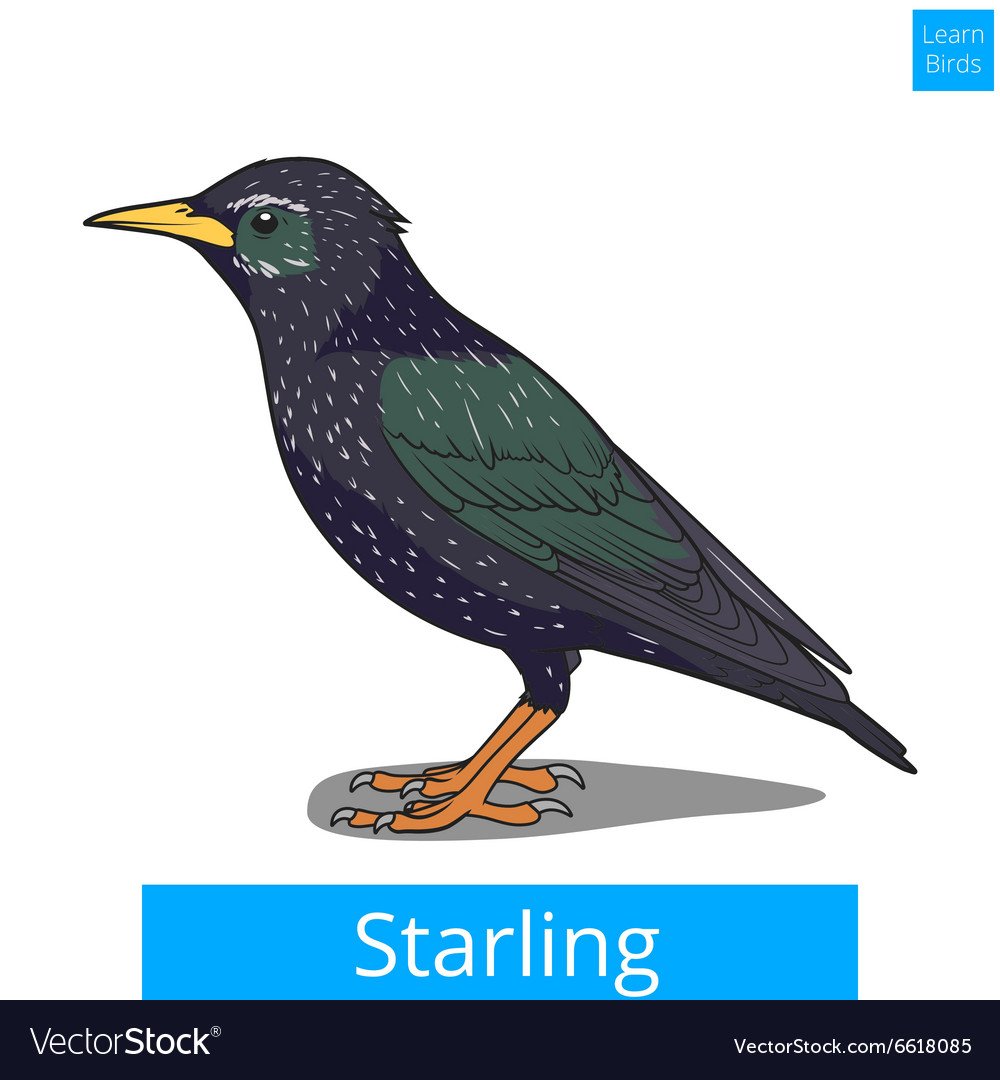 Маска птицы скворца для вырезания