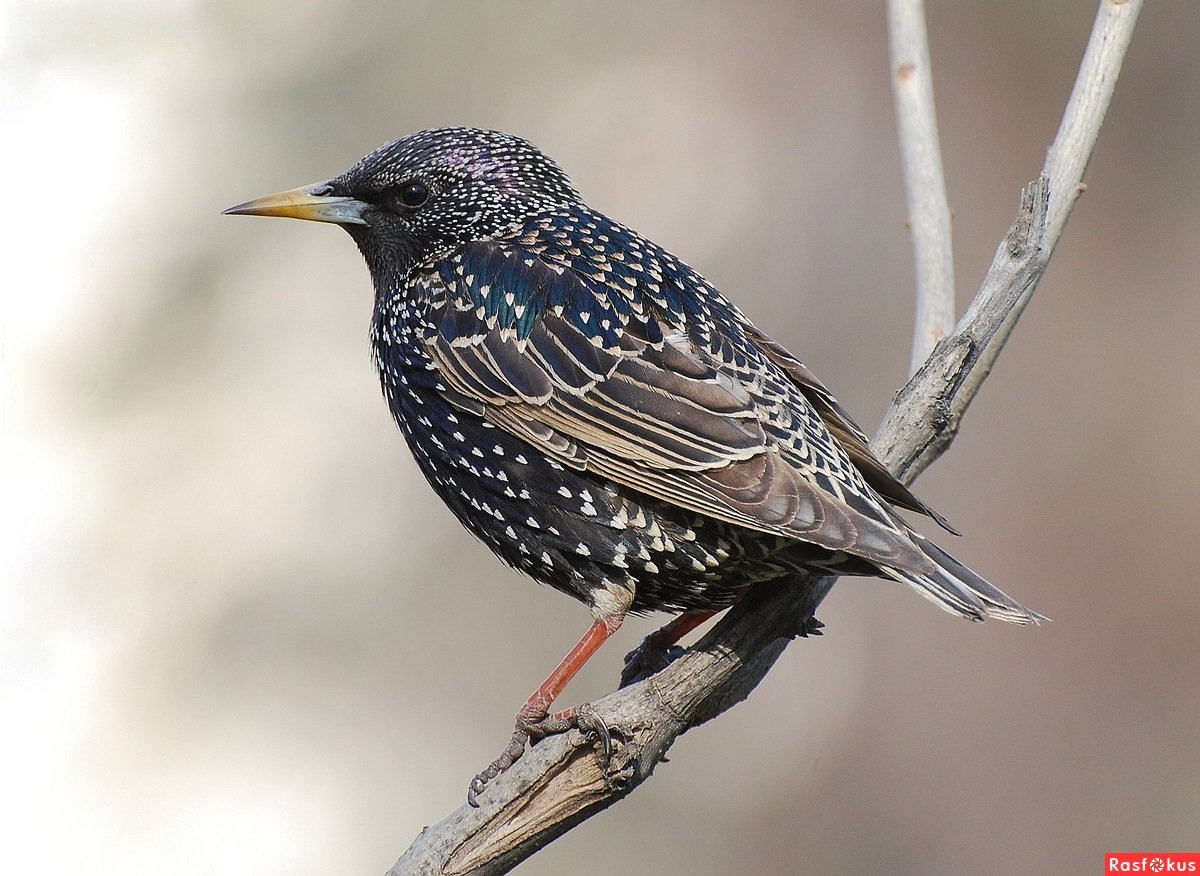 Европейский скворец